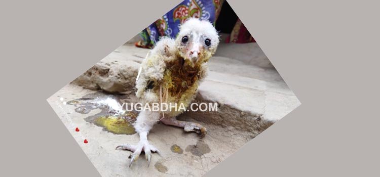ଶ୍ରୀବଳଦେବଜୀଉଙ୍କ ଫୁଲ ବଗିଚାରୁ ମିଳିଲା ଏକ ଛୋଟ ଗରୁଢ ପକ୍ଷୀଛୁଆ