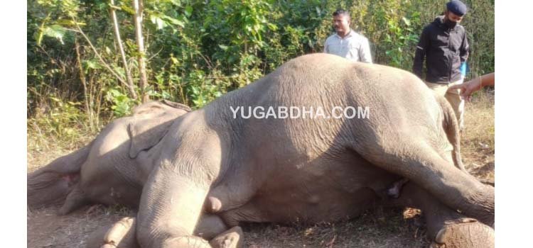 କର୍ଲାପାଟ ଅଭୟାରଣ୍ୟ ରେ ୬ ହାତୀ ମୃତ୍ୟୁ ଘଟଣା ର ଅନୁଧ୍ୟାନ ପାଇଁ କେନ୍ଦ୍ରୀୟ ୪ ଜଣିଆ ଟିମ୍