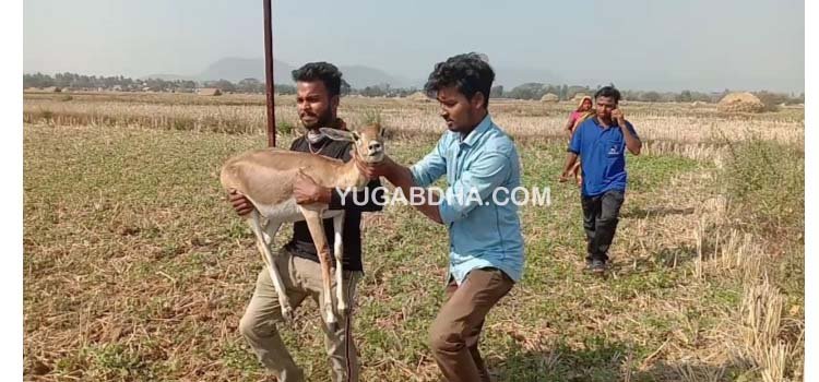ଆହତ ଅବସ୍ଥାରେ ହରିଣ ଉଦ୍ଧାର