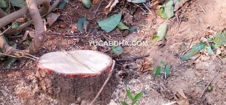 ମନ୍ଦିର ପାର୍ଶ୍ବ ରୁ ଚନ୍ଦନ ଗଛ କାଟି ନେଇଗଲେ ଦୁର୍ବୁତ୍ତ