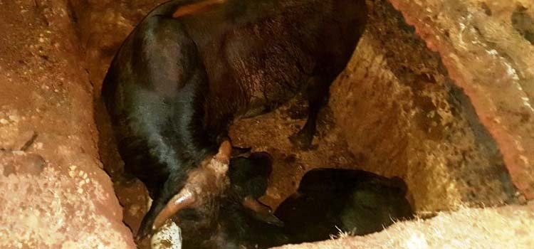 ଗାତରେ ପଡିଲେ ୨ ଷଣ୍ଢ