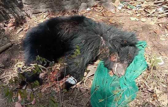 ଅଜଣା ଗାଡି ଧକ୍କାରେ ଭାଲୁ ଗୁରୁତ୍ୱର ଆହାତ