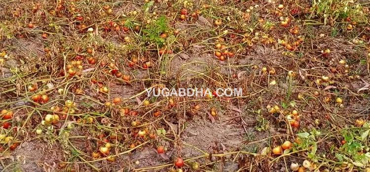 ଖୁଚୁରାରେ ଫୁଲକୋବି ୫ ଟଙ୍କାକୁ ଟମାଟ ୫ ଟଙ୍କା ଗ୍ରାହକ ଖୁସ୍ ଚିନ୍ତାରେ ଚାଷୀ