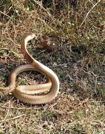 ଗିରିଗାଁ ଓ କନକମ୍ପା ଗ୍ରାମରୁ ସାପ ଉଦ୍ଧାର