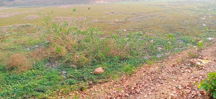 ଆଦର୍ଶ ପୋଖରୀ ଏବେ ଆବର୍ଜନା କୁଣ୍ଡରେ ପରିଣତ ହେବ