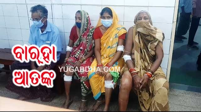 ଜଙ୍ଗଲୀ ବାରହା ଆକ୍ରମଣରେ ଚାରି ଗୁରୁତର