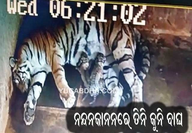 ନନ୍ଦନକାନନରେ ତିନି ଶାବକ ଜନ୍ମ ଦେଲା ବାଘୁଣୀ ମେଘା