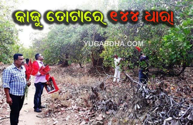 ଗଜପତି : ବିବାଦୀୟ ୧୦୬ ଏକର କାଜୁ ତୋଟାରେ ୧୪୪ ଧାରା ଜାରି
