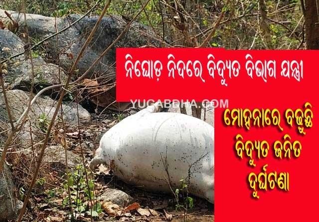 ପୁଣି ୩୩କେଭି ବିଦ୍ୟୁତ ତାର ସଂ‌ସ୍ପର୍ଶରେ ଆସି ଦୁଇ ଗାଈ ମୃତ