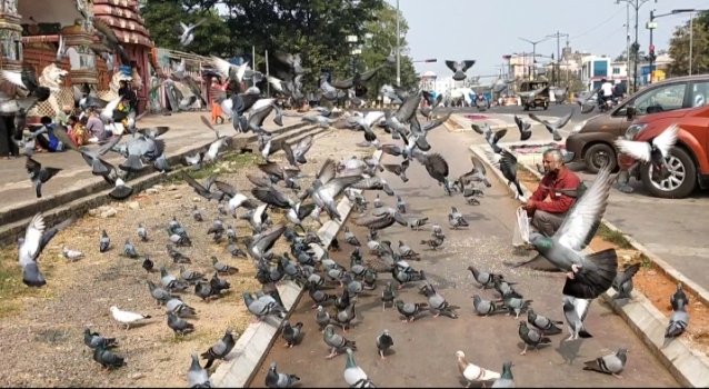 ପ୍ରତାପଙ୍କ ପକ୍ଷୀସେବା