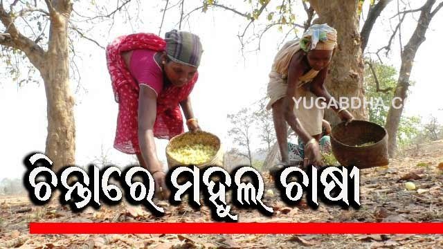 ମହୁଲ ଫୁଲର ଅଭାବୀ ବିକ୍ରିକୁ ନେଇ ଚାଷୀ ଚିନ୍ତିତ