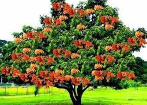 ଅଶୋକାଷ୍ଟମୀ ରଥଯାତ୍ରା