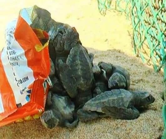 ଅସ୍ତରଙ୍ଗ ରେଞ୍ଜରୁ ୫୯୪୫୯ଟି ଅଲିଭରିଡ଼ଲେ ଅଣ୍ଡା ସଂଗ୍ରହ
