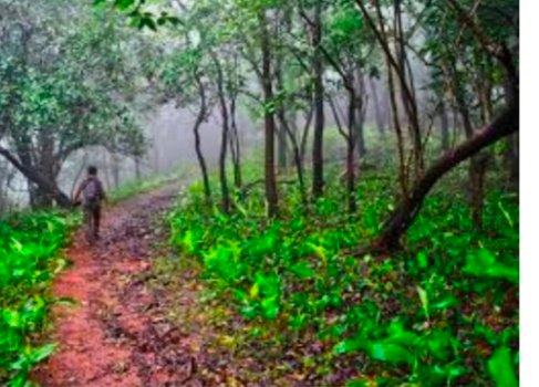 ଜଙ୍ଗଲ ବିଭାଗ ମୁଖ୍ୟ କଞ୍ଜରଭେରଟେରଙ୍କ ୪ ଦିନିଆ ବୌଦ୍ଧ ଓ କନ୍ଧମାଳ ଗସ୍ତ