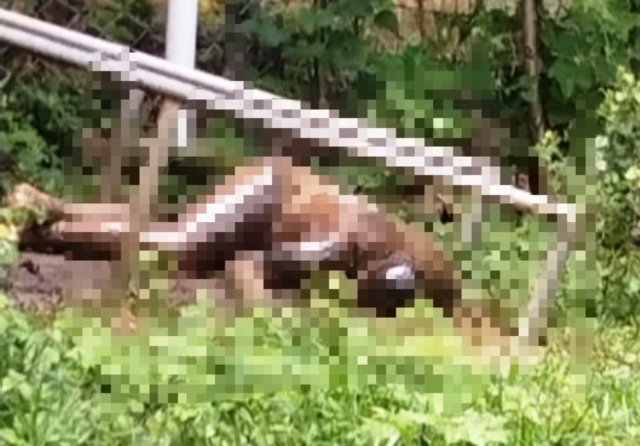 ସ୍କୁଲ ପରିସରରୁ ଅଜଣା ବ୍ୟକ୍ତିଙ୍କ ଗଳିତ ଶବ ଉଦ୍ଧାର 