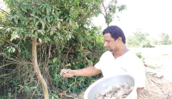 ବାହୁଡ଼ାଯାତ୍ରା ଅବସରରେ ରାସ୍ତା ର ଦୁଇପାଶ୍ୱରେ ଆମ୍ବଟାକୁ ଆରୋପଣ
