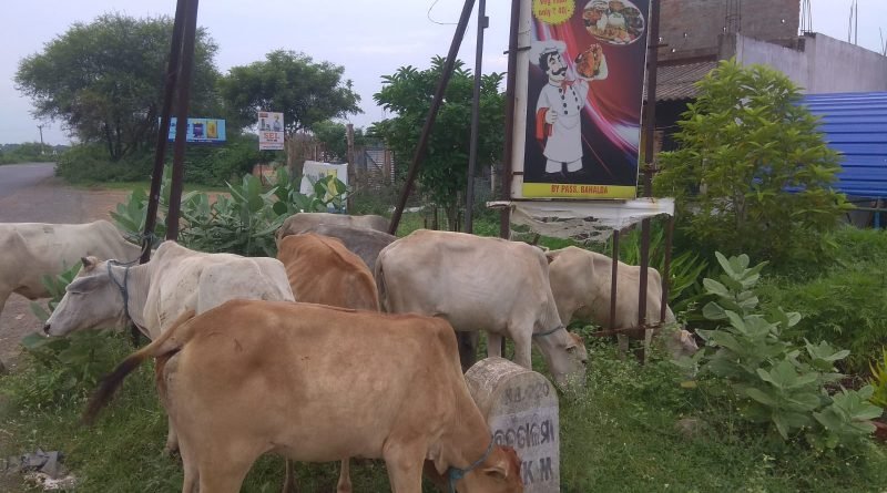 ଗୋ ଚାଲାଣକାରୀ'ଙ୍କୁ ଅଟକାଇଲେ ଯୁବଗୋଷ୍ଠି