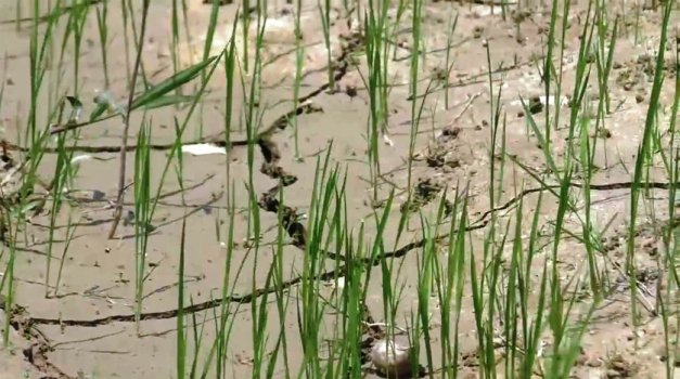 ବର୍ଷାଭାବରୁ ଜମି ଫାଟି ପଡିଛି, ଚାଷୀଙ୍କ ଆତ୍ମାହୁତି ଚେତାବନୀ