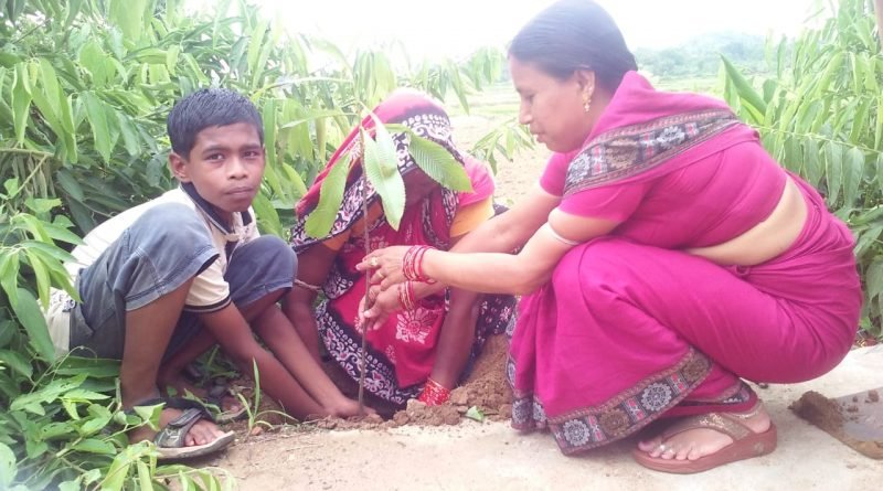 ଯୋଶଦା ଫାଉଣ୍ଡେସନ ପକ୍ଷରୁ ଶିଖରପଲ୍ଲୀ ଗ୍ରାମରେ ଚାରା ବଣ୍ଟନ