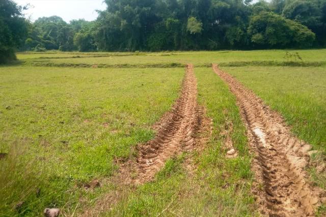 ଶାଳଣିଆ ଶାଖା କେନାଲରେ ପାଣି ନାହିଁ , ବିଲରେ ଡେଉଁଛି ଢମଣା