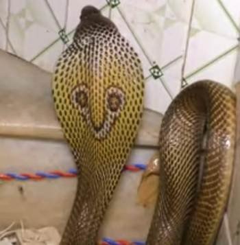 ବିଷଧର ସାପ କାମୁଡ଼ାରେ ମହିଳାଙ୍କ ମୃତ୍ୟୁ