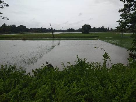 ଲଗାଣବର୍ଷା ରେ ହଜାର ହଜାର ଏକର ଚାଷଜମି ଜଳମଗ୍ନ