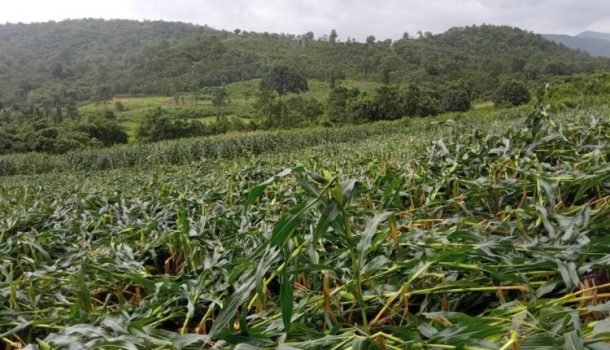 ଗୁଲାଵ ବାତ୍ୟାର ଆଂଶିକ ପ୍ରଭାବରେ ମକାଚାଷୀ କ୍ଷତି