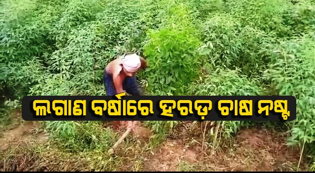 ଲଗାଣ ବର୍ଷା ଓ ପବନ ଯୋଗୁଁ ହରଡ ଚାଷ ନଷ୍ଟ, ଚିନ୍ତାରେ ଚାଷୀ