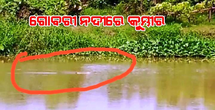 ଗୋବରୀ ନଦୀରେ କୁମ୍ଭୀର ଆତଙ୍କ