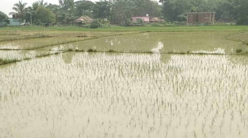 ବୈତରଣୀ ବନ୍ୟା ହ୍ରାସ ; ତଥାପି ତଳିଆ ଅଞ୍ଚଳ ଚାଷଜମି ନଷ୍ଟ