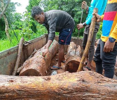 ଗଜପତିରୁ ଆନ୍ଧ୍ରକୁ ଶାଗୁଆନ କାଠ ଚୋରା ଚାଲାଣ