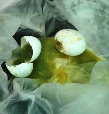 ଅଙ୍ଗନବାଡି କେନ୍ଦ୍ରରେ ପୋଚକା ଅଣ୍ଡା ବଣ୍ଟନ ଅଭିଯୋଗ