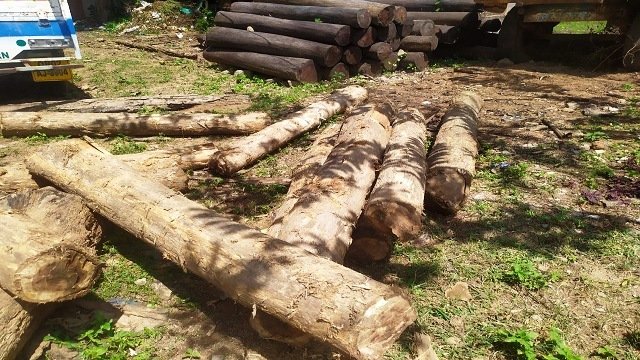 ଗଜପତିରେ ଶାଗୁଆନ କାଠ ଜବତ: ସ୍କ୍ୱାର୍ଡକୁ ଚକମା ଦେଖାଇ ୨ ଅଭିଯୁକ୍ତ ଫେରାର