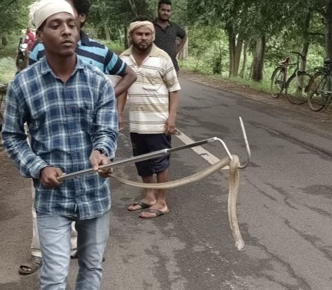 ନିଆରା ପ୍ରତିଭା ; ଆଇଟିଆଇ ଛାତ୍ର ଧରୁଛନ୍ତି ବିଷଧର ସାପ