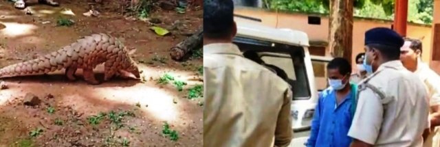 ବନ ବିଭାଗ ତରଫରୁ ଜୀବନ୍ତ ବଜ୍ରକାପ୍ତା ଉଦ୍ଧାର: ଚାରିଜଣ ଚାଲାଣକାରୀ ଗିରଫ