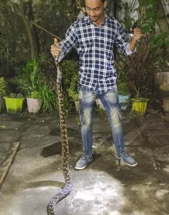 ବୁଗୁଡା ପଥୁରିଆ ସାହିରୁ ଅଜଗର ସାପ ଉଦ୍ଧାର 