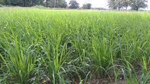 ଫସଲ କ୍ଷୟକ୍ଷତିର ଆକଳନ ପାଇଁ ତହସିଲଦାରଙ୍କୁ ଦାବିପତ୍ର