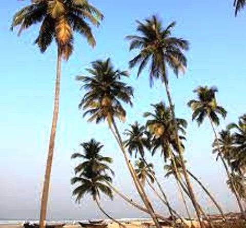 ନଡ଼ିଆ ଉତ୍ପାଦନରେ ଭାରତ ବିଶ୍ୱରେ ତୃତୀୟ