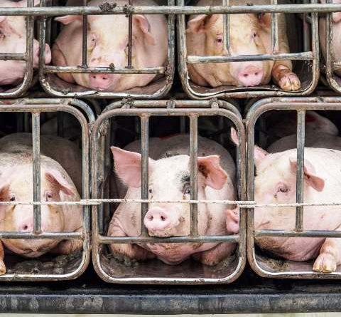 ବ୍ୟାପିବାରେ ଲାଗିଛି ସ୍ୱାଇନ୍ ଫ୍ଲୁ ଜ୍ୱର