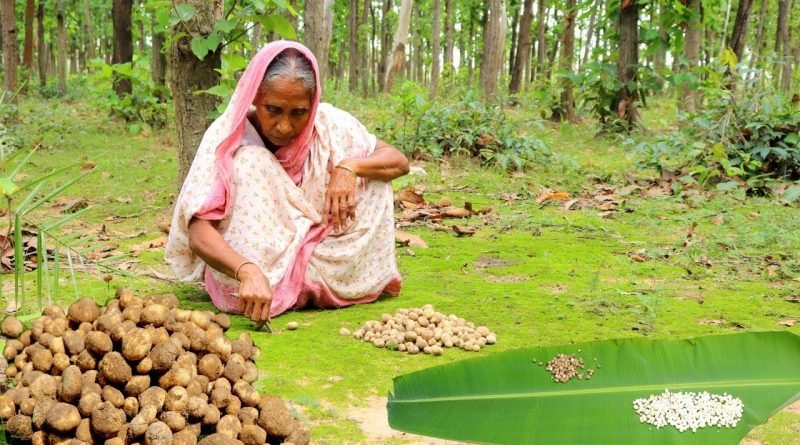 ଆଦିବାସୀଙ୍କ ପେଟ ପୋଷୁଛି ଜଙ୍ଗଲୀ ଛତୁ, ସ୍ୱଳ୍ପ ବୃଷ୍ଟିପାତ ପାଇଁ ବଢୁଛି ଦାମ୍‌
