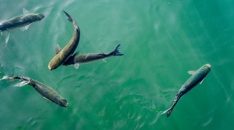 ସିମିଳି ଗ୍ରାମପଞ୍ଚାୟତରେ ୨୦ରୁ ଊର୍ଦ୍ଧ୍ବ ମତ୍ସ୍ୟ ଚାଷୀ ହତାଶ, ୫୦ ଏକର ପୋଖରୀରୁ ଭାସିଗଲା ଲକ୍ଷାଧିକ ଟଙ୍କାର ମାଛ