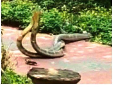 ଦୁଇ ଅହିରାଜ କ୍ରୀଡାରତ