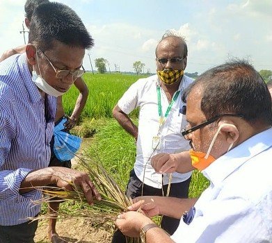 ଧାନରେ ପତ୍ରପୋଡା, କ୍ଷେତ୍ର ପରିଦର୍ଶନ କଲେ କୃଷି ଅଧିକାରୀ
