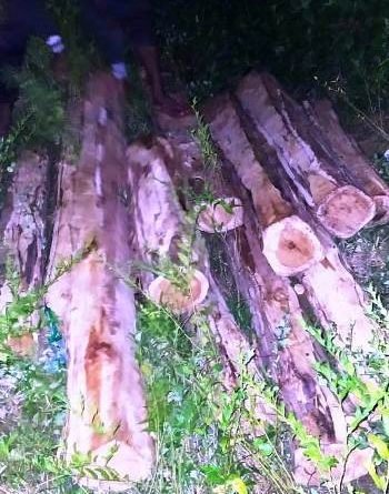 ପାରଳା ପୋଲିସ ଦ୍ୱାରା ୪୦ଟିକ୍ କାଠଗଣ୍ଡି ଜବତ