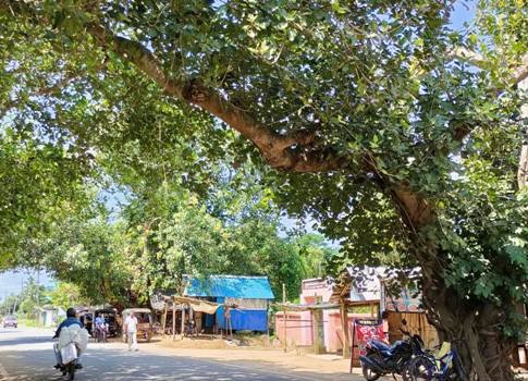 ରାସ୍ତା ଉପରକୁ ନଇଁ ପଡ଼ିଥିବା ଗଛ ଡାଳ କାଟିବାକୁ ଦାବି