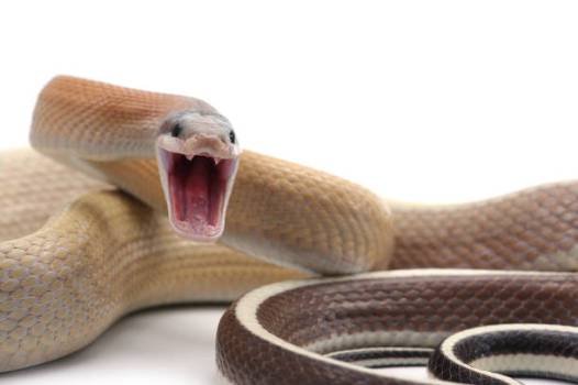 ସର୍ପ ଦଂଶନରେ ଅବସରପ୍ରାପ୍ତ ସରକାରୀ କର୍ମଚାରୀଙ୍କ ମୃତ୍ୟୁ