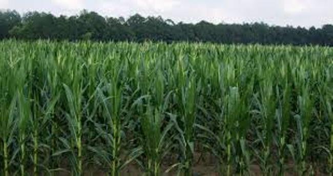 ଗଜପତିରେ ୫ଶହରୁ ଉର୍ଦ୍ଧ୍ୱ ଏକର ମକା ଫସଲ ଉଜୁଡିଲା