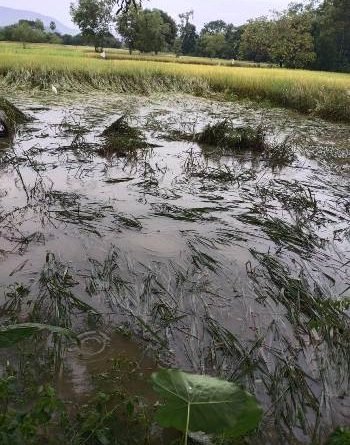 ଲଘୁଚାପ ଲଗାଣ ବର୍ଷା ଯୋଗୁଁ ଧାନ ଫସଲ ନଷ୍ଟ, ଚାଷୀ ମାନଙ୍କ ଚିନ୍ତା