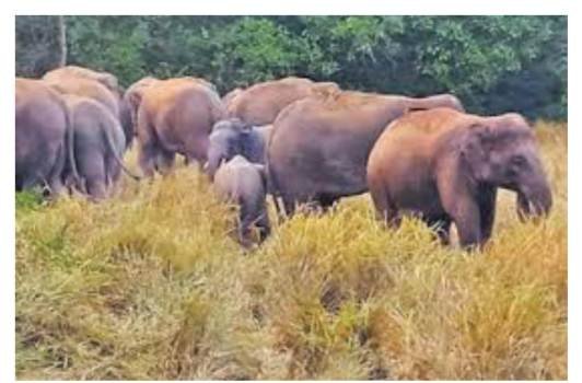  ନଷ୍ଟ କଲେ ଏକର ଏକର ଧାନ ଫସଲ