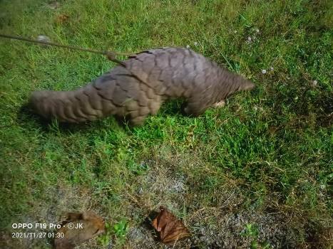 ଅଡ଼ବା ପୋଲିସ ଚଢ଼ାଉ କରି ୧୫ କେଜି ଓଜନର ଏକ